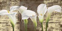 Callas on Gold (mocca variation) Fine Art Print