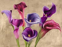 Multi-colored Callas Fine Art Print