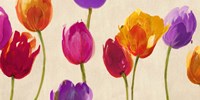 Tulips & Colors Fine Art Print