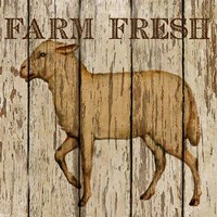 Farm Fresh Lamb Framed Print