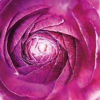 Ranunculus Abstract I Color Fine Art Print