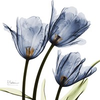 New Blue Tulips C54 Fine Art Print