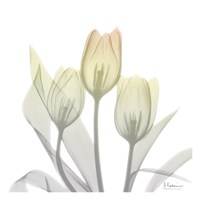 Sunday Morning Tulips Two Framed Print