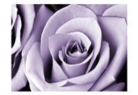 Lavender Rose Fine Art Print