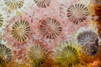 Coral, Indonesia Fine Art Print