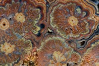 Flowering Tube Onyx, Mexico 1 Fine Art Print