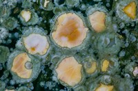 Ocean Jasper from Madagascar 2 Fine Art Print