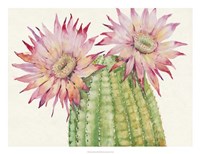 Desert Blossoms II Framed Print