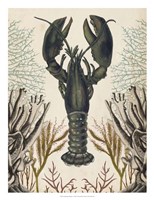 Antiquarian Menagerie - Lobster Framed Print