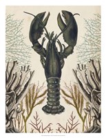 Antiquarian Menagerie - Lobster Fine Art Print