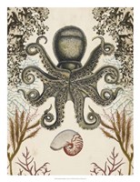 Antiquarian Menagerie - Octopus Framed Print