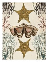 Antiquarian Menagerie - Starfish Fine Art Print