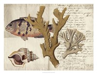 Sealife Journal I Framed Print