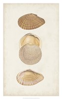 Antiquarian Shell Study I Framed Print