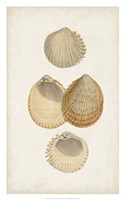 Antiquarian Shell Study II Fine Art Print