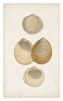 Antiquarian Shell Study II Framed Print