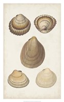 Antiquarian Shell Study III Framed Print