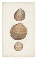 Antiquarian Shell Study IV Framed Print