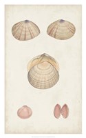 Antiquarian Shell Study V Framed Print