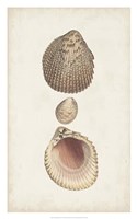 Antiquarian Shell Study VI Fine Art Print