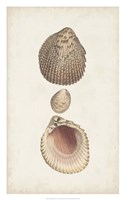 Antiquarian Shell Study VI Framed Print