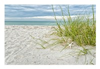 Star Fish and Sea Oats Fine Art Print