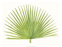 Tropical Breeze Leaves III Fine Art Print