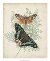 Butterflies & Ferns I Framed Print