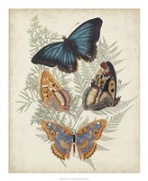 Butterflies & Ferns V Fine Art Print