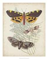 Butterflies & Ferns VI Fine Art Print