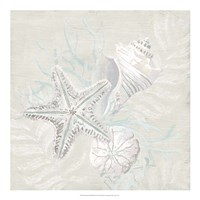 Weathered Shell Sketch I Fine Art Print