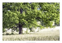 Tree in Summer Fine Art Print