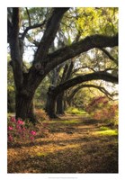 Under the Live Oaks II Fine Art Print