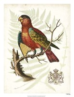 Regal Parrots II Fine Art Print