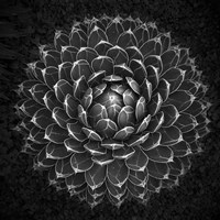 Agave Victoria Fine Art Print