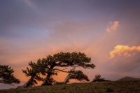 Peaceful Tree Fine Art Print