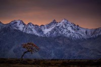 Tree and the Mountain Fine Art Print