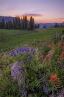 Flower Sunset Fine Art Print