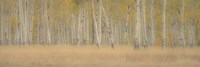 Aspens Panorama Fine Art Print