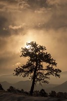 Tree Silhouette Fine Art Print