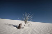 Palm on the Dune Fine Art Print