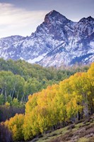 Mountain Foliage 03 Fine Art Print