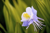 Flower Fine Art Print