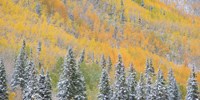 Aspens and Evergreens Fine Art Print