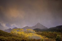 Mountain Aspens Fine Art Print