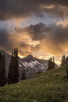 Mountain Evergreens Fine Art Print