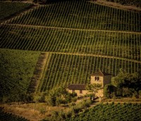 Vineyard Fine Art Print