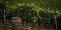 Grapevines and Barrel Fine Art Print