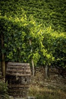 Vines Fine Art Print