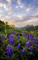 Wild Flowers II Fine Art Print